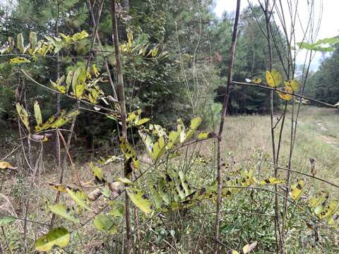 Image of Panicled Indigo-Bush