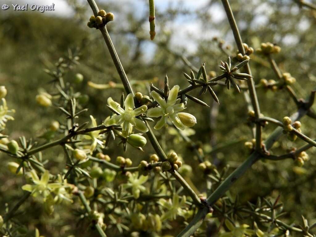 Imagem de Asparagus aphyllus L.