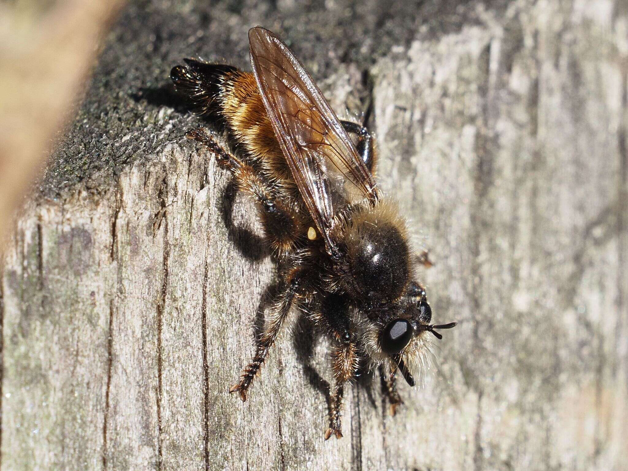 صورة Laphria flava (Linnaeus 1761)