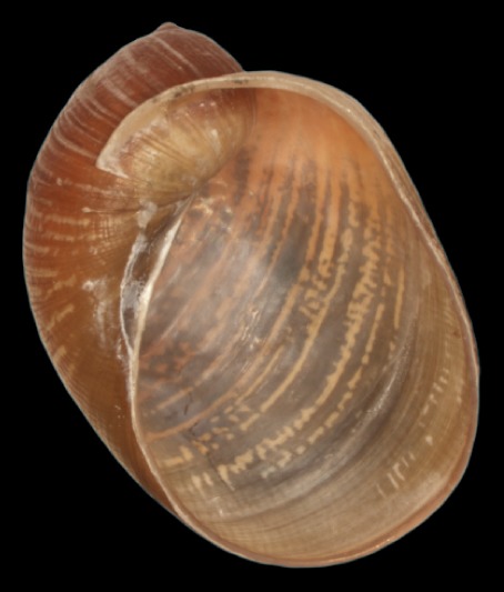 Image of Amphibulima patula