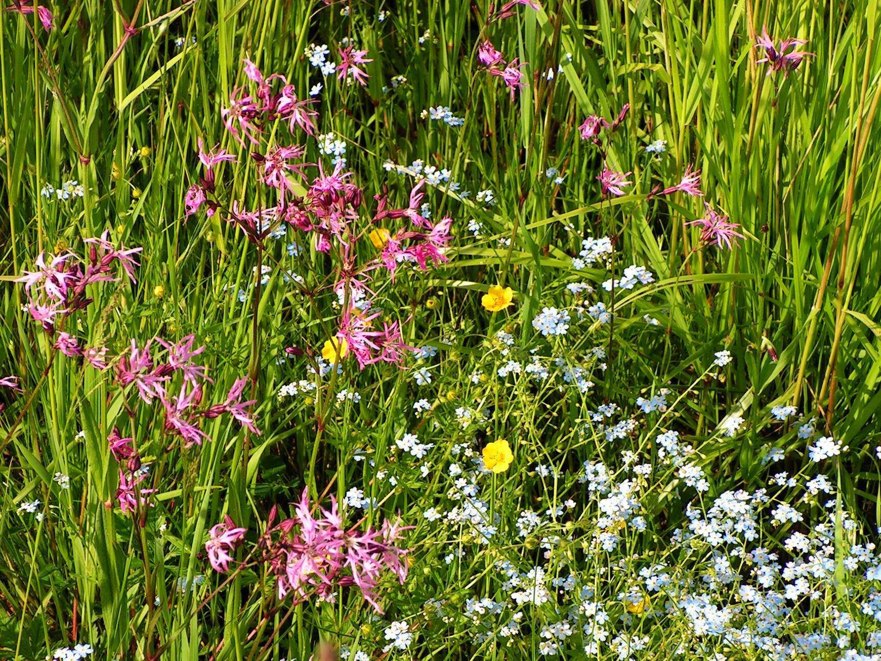 Image of common buttercup