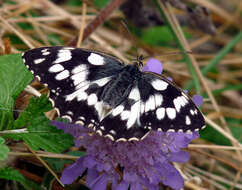 Image of marbled white