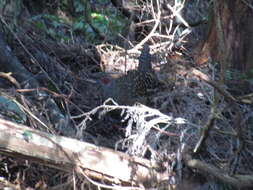 Image of Swinhoe's Pheasant