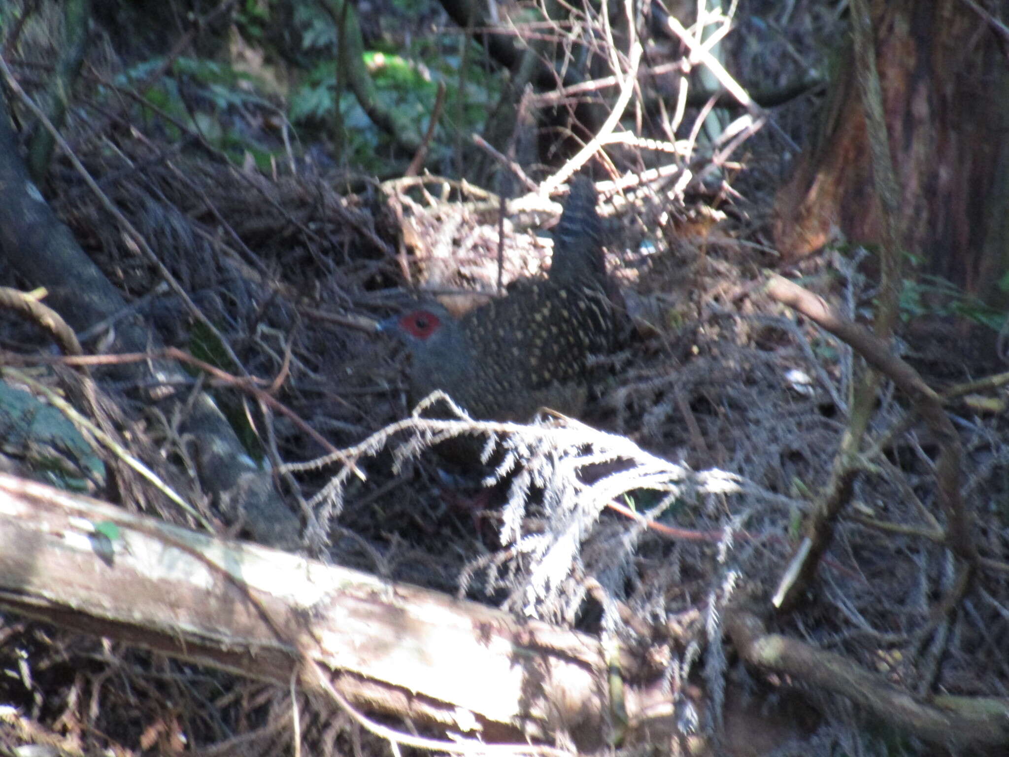 Image of Swinhoe's Pheasant