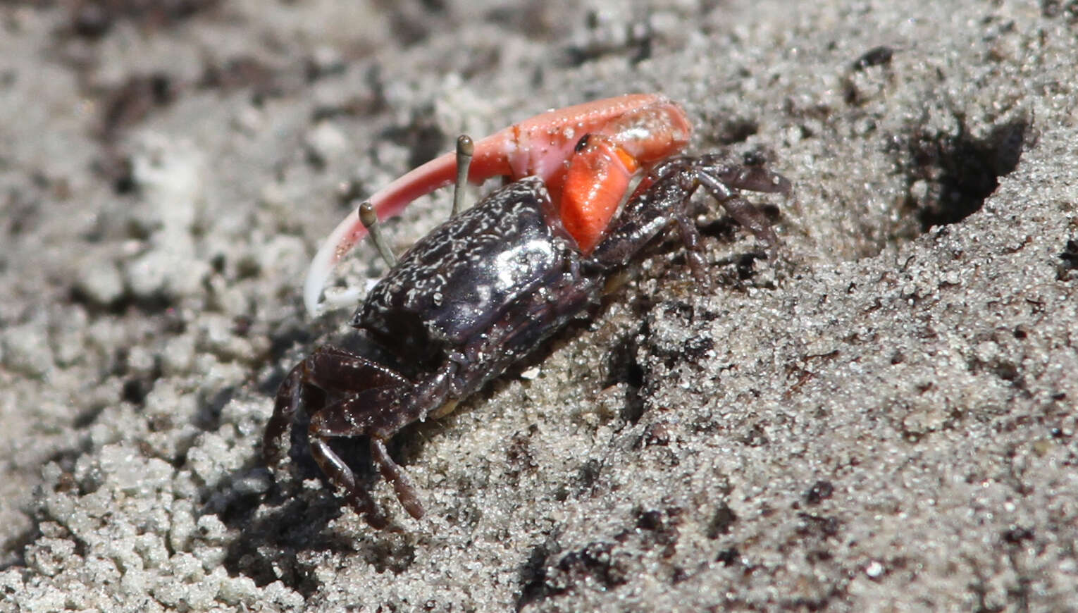 Image of Austruca occidentalis (Naderloo, Schubart & Shih 2016)