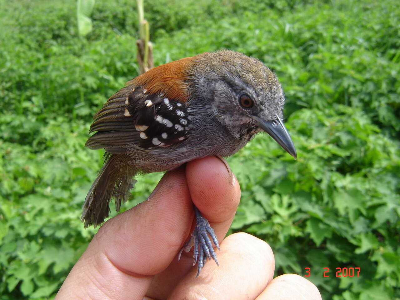 Image of Rufous-backed Stipplethroat