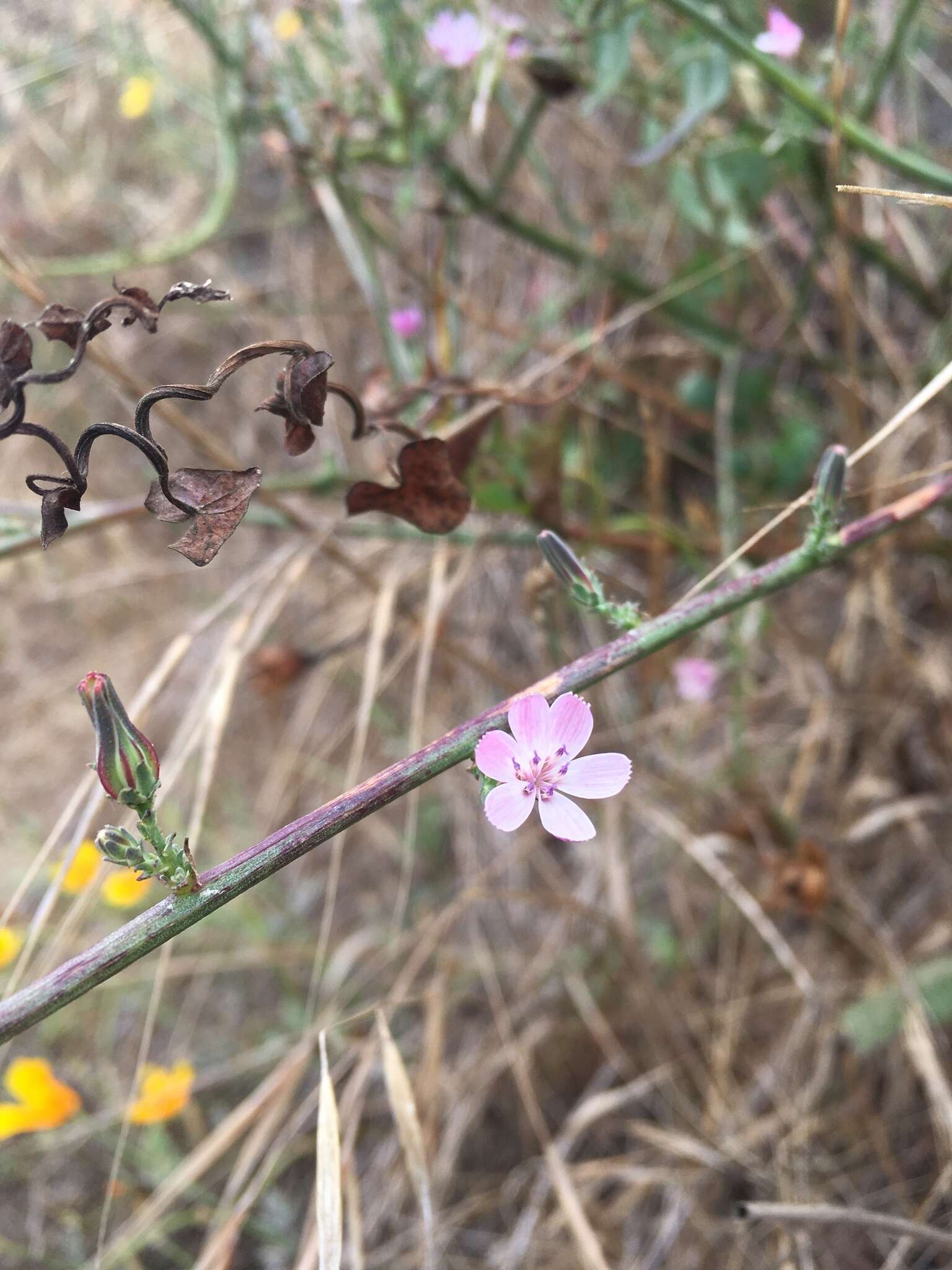 صورة Stephanomeria virgata subsp. virgata