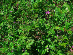 Image of Common Stork's-bill