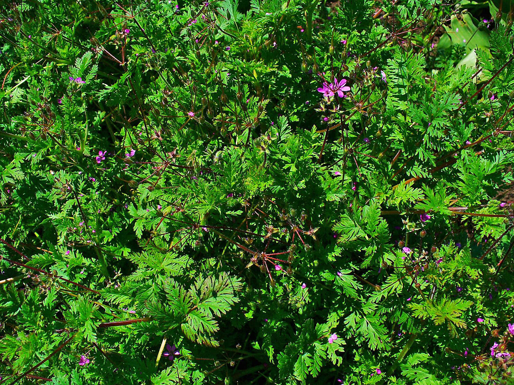 Image of Common Stork's-bill