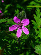 Image of Common Stork's-bill