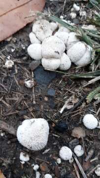 Image of Lycoperdon curtisii Berk. 1873