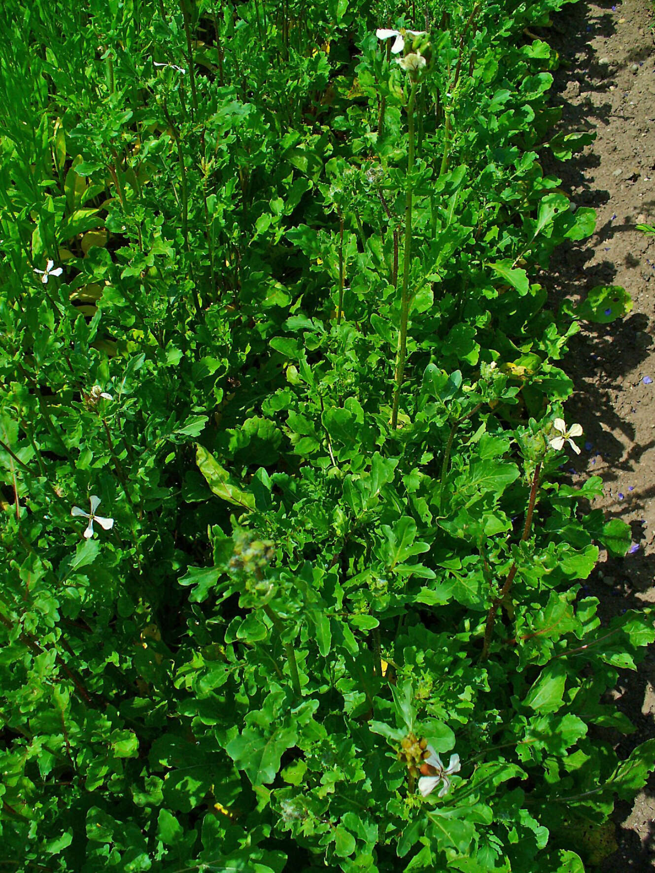 Plancia ëd Eruca vesicaria subsp. sativa (Mill.) Thell.