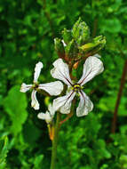 Plancia ëd Eruca vesicaria subsp. sativa (Mill.) Thell.