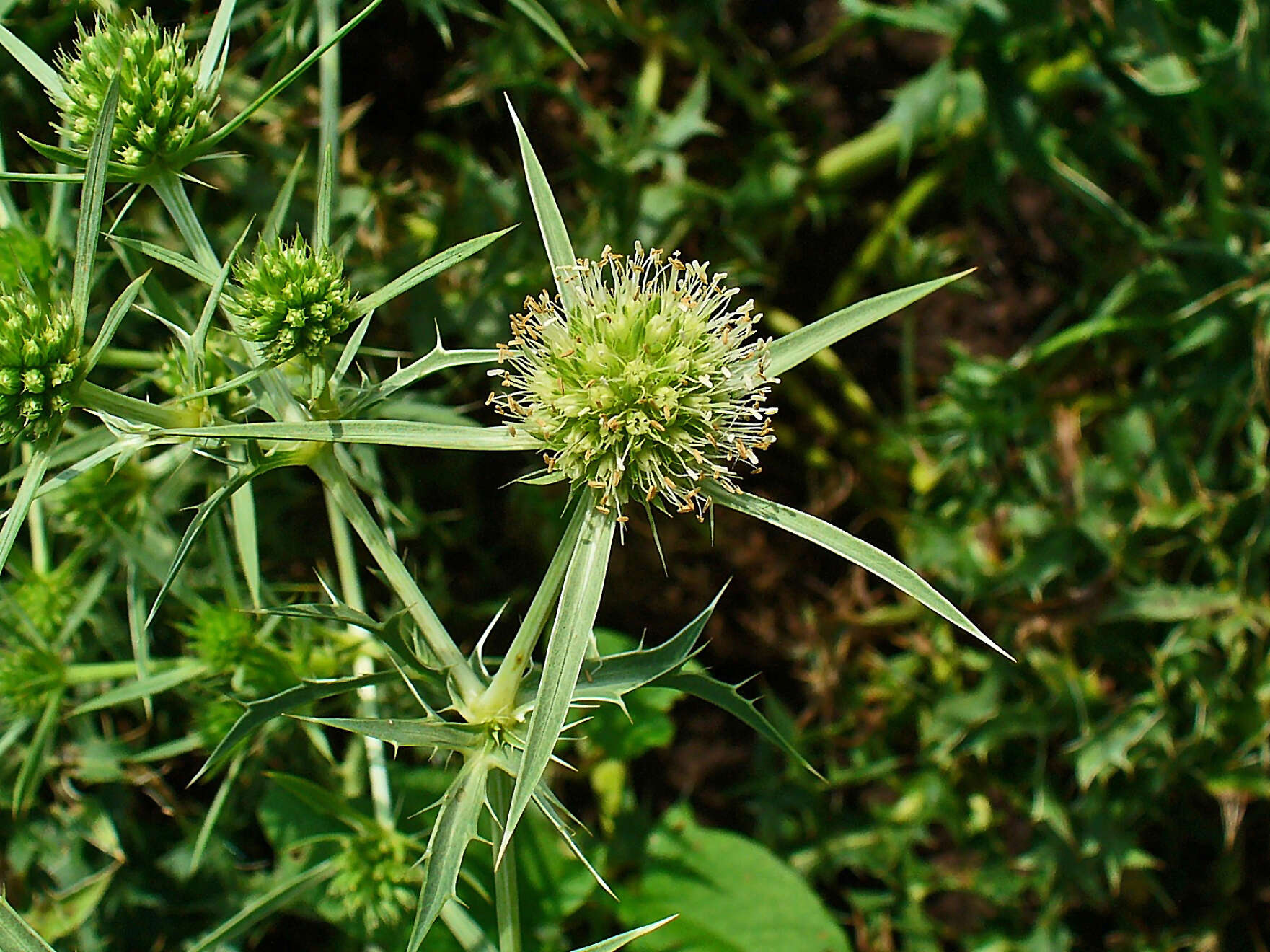 Image of field eryngo