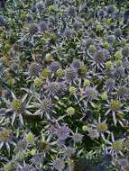 Imagem de Eryngium planum L.