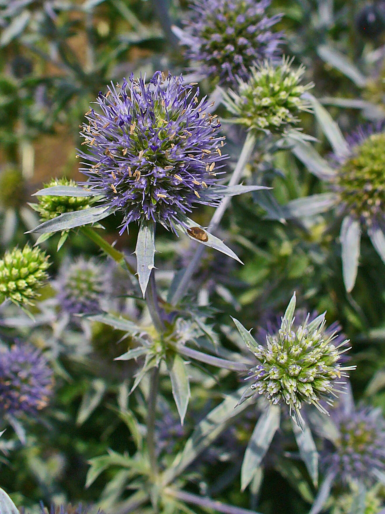 Imagem de Eryngium planum L.