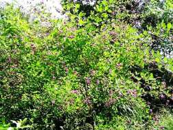 Image of bicolor lespedeza