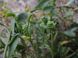 Sivun Lepidium banksii Kirk kuva