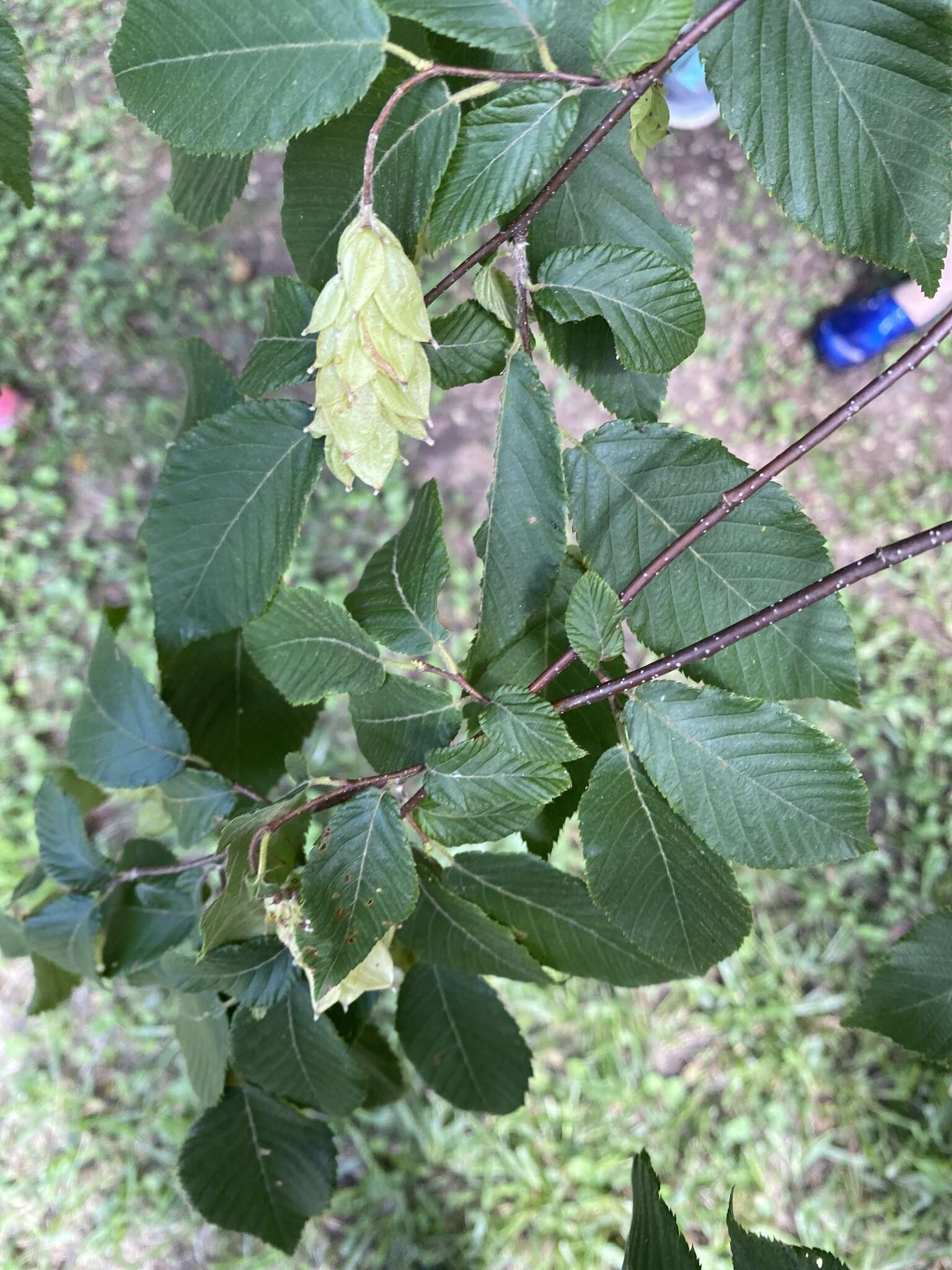 Image de Ostrya virginiana subsp. virginiana