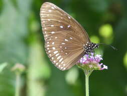 Image of Euploea midamus Linnaeus 1758