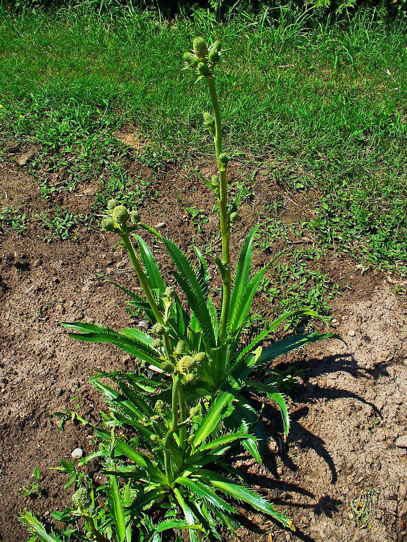 Imagem de Eryngium yuccifolium Michx.