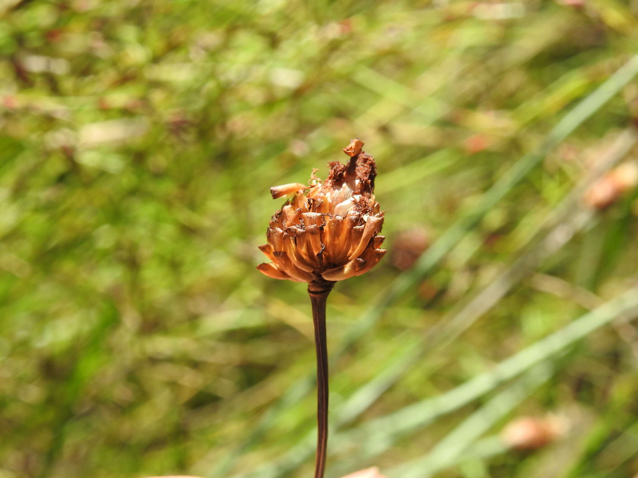 Image of Fimbristylis tetragona R. Br.