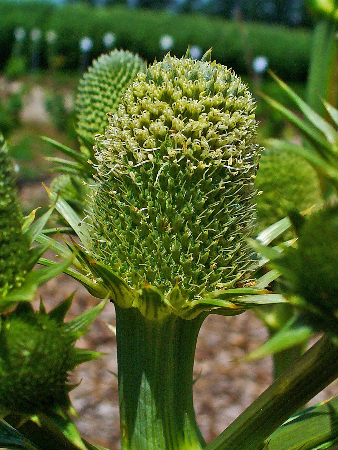 Imagem de Eryngium yuccifolium Michx.