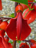 Imagem de Erythrina crista-galli L.