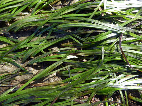 Image of Zostera novazelandica Setch.