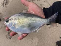 Image of Silver surfperch