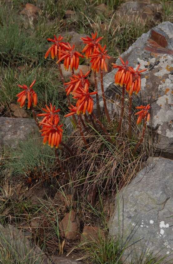 Image of Aloe chortolirioides var. chortolirioides