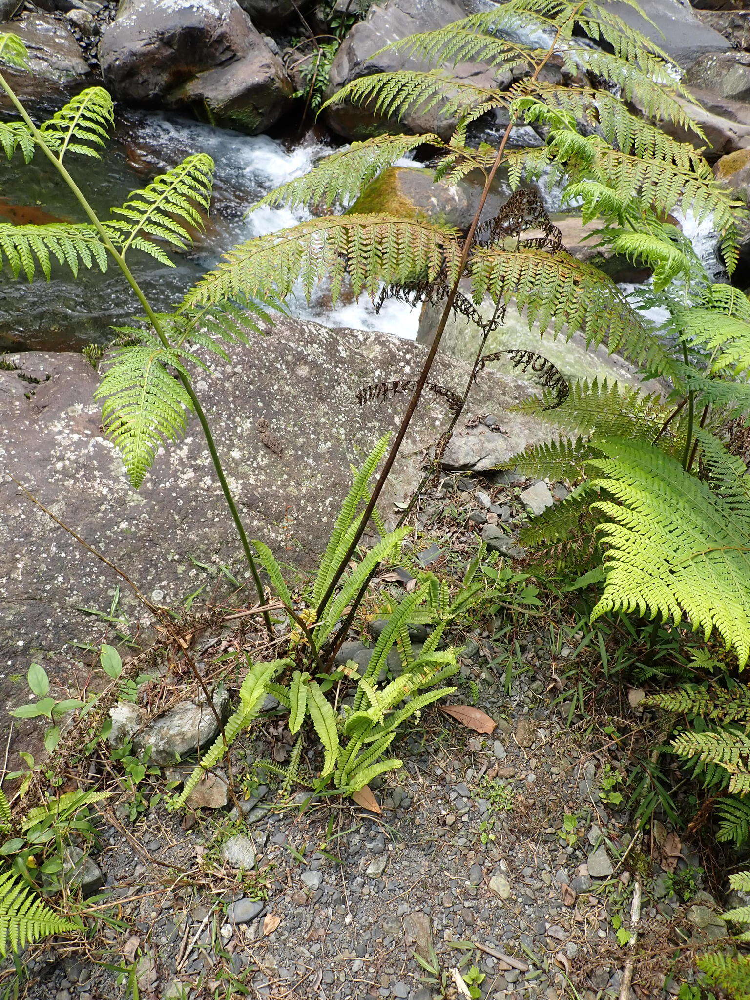 Image of Microlepia smithii (Hook.) Y. H. Yan