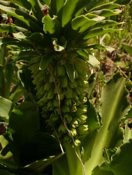 صورة Eucomis autumnalis (Mill.) Chitt.