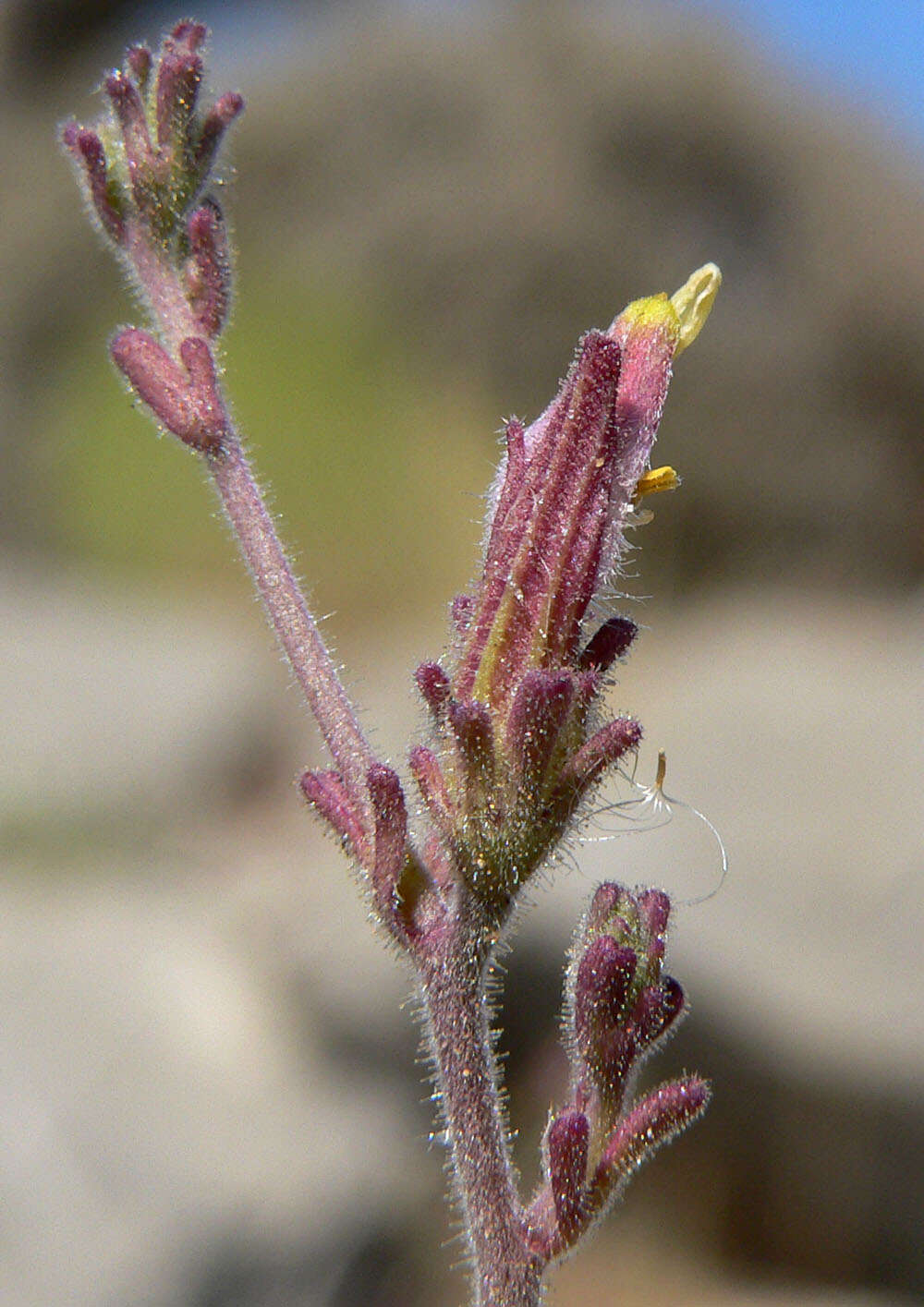 Image of purple bird's-beak