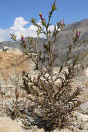 Cordylanthus parviflorus (Ferris) Wiggins resmi