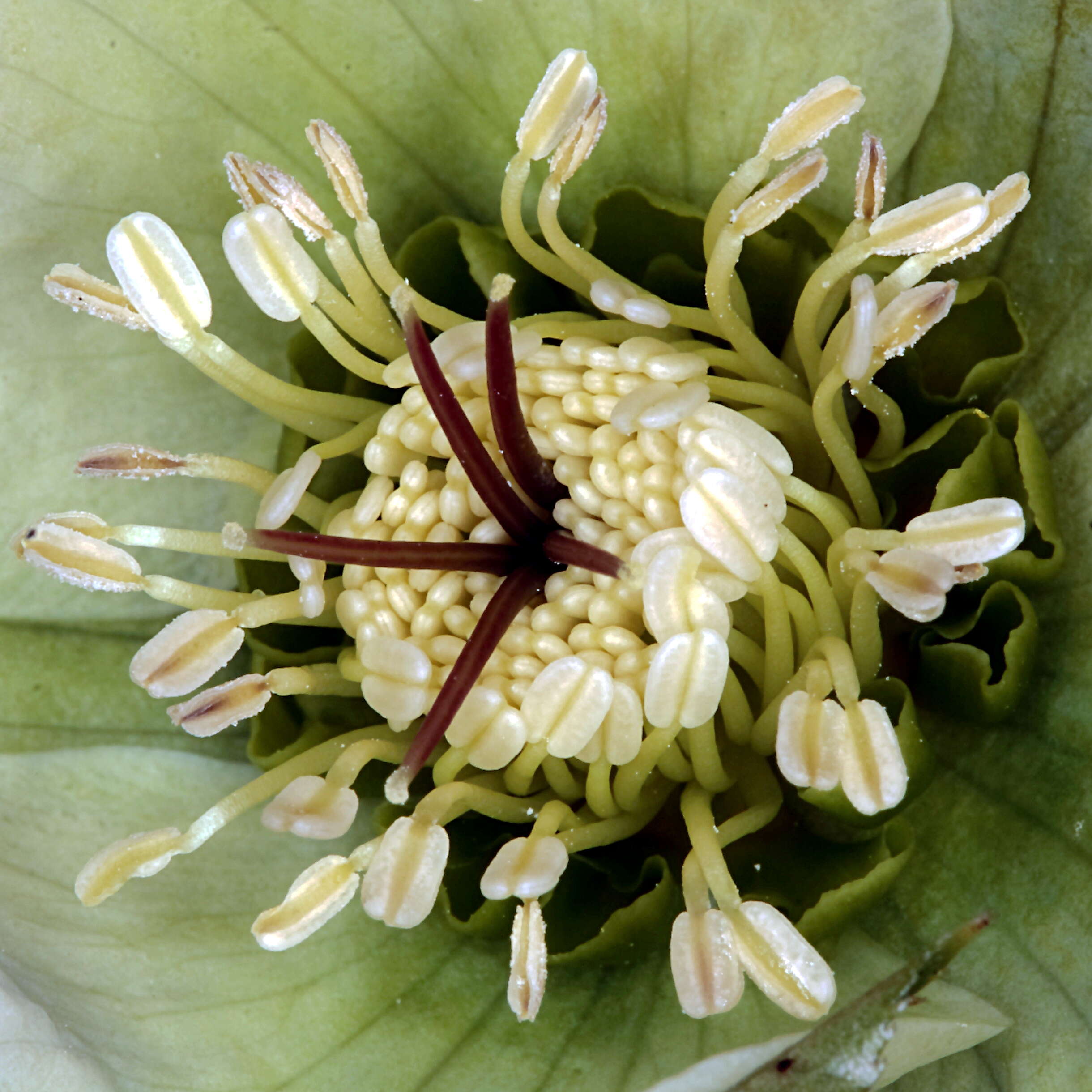 Image of black hellebore