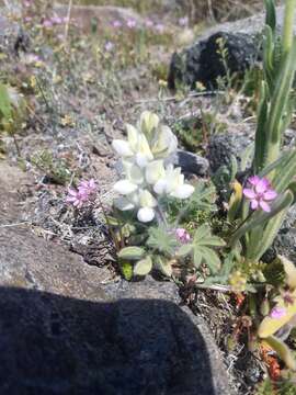 Image of jawleaf lupine