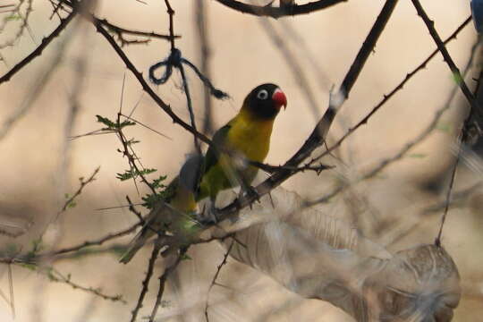 Image of Yellow-collared Lovebird