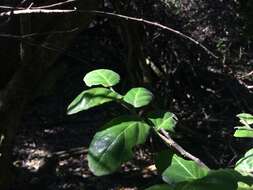 Image de Mystroxylon aethiopicum (Thunb.) Loes.