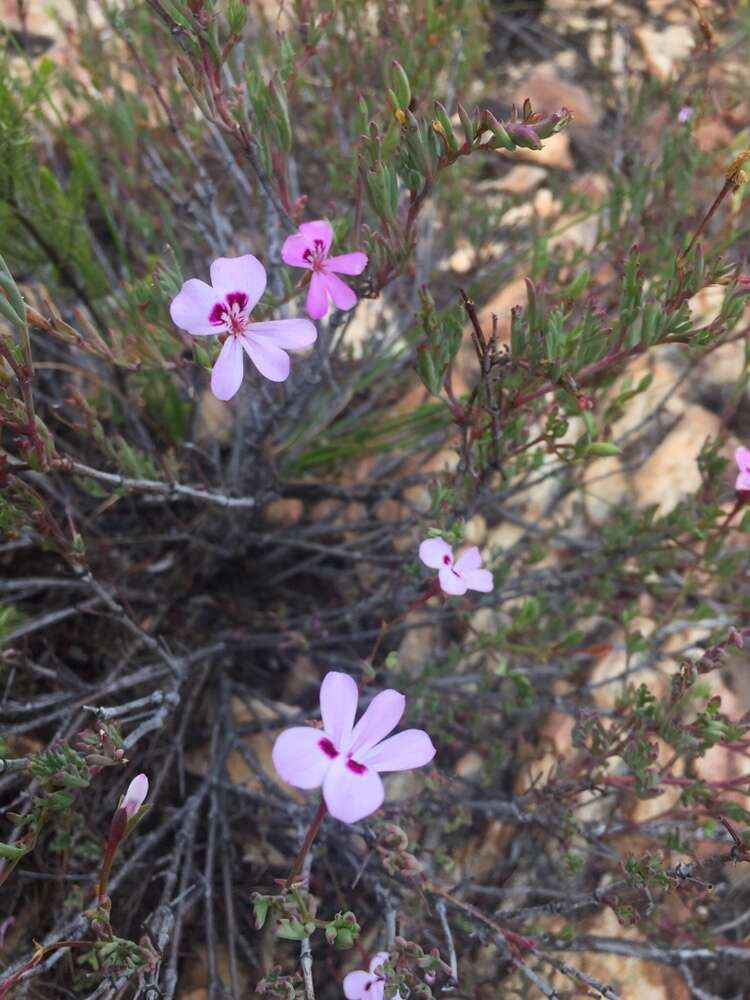 Image of Pelargonium laevigatum subsp. laevigatum