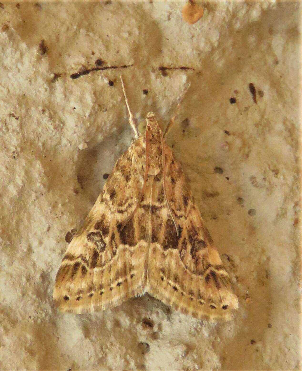 Image of Cabbage Webworm moth