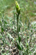 Ericameria discoidea (Nutt.) G. L. Nesom resmi