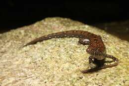 Слика од Tropidophorus berdmorei (Blyth 1853)
