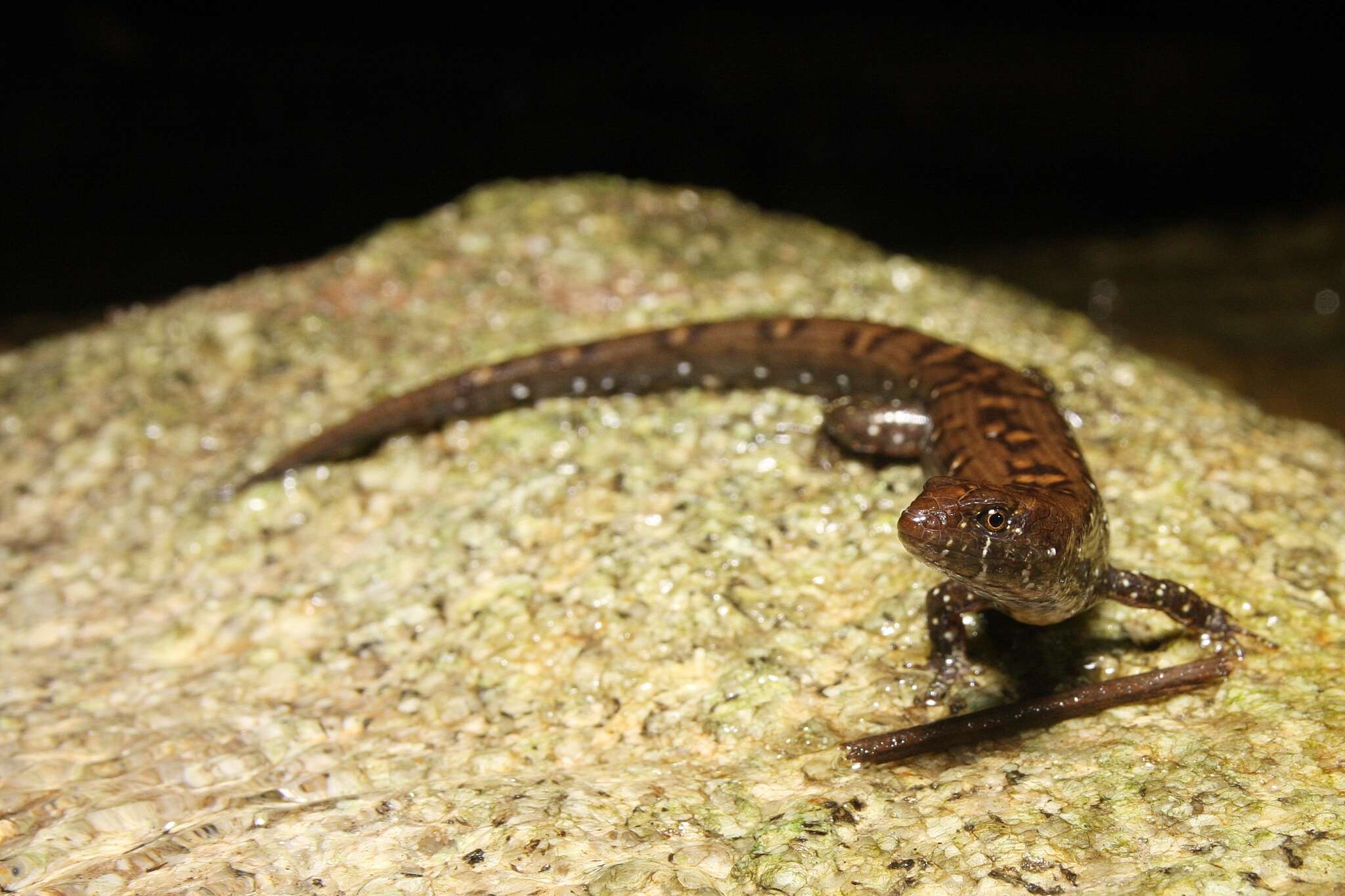 Слика од Tropidophorus berdmorei (Blyth 1853)