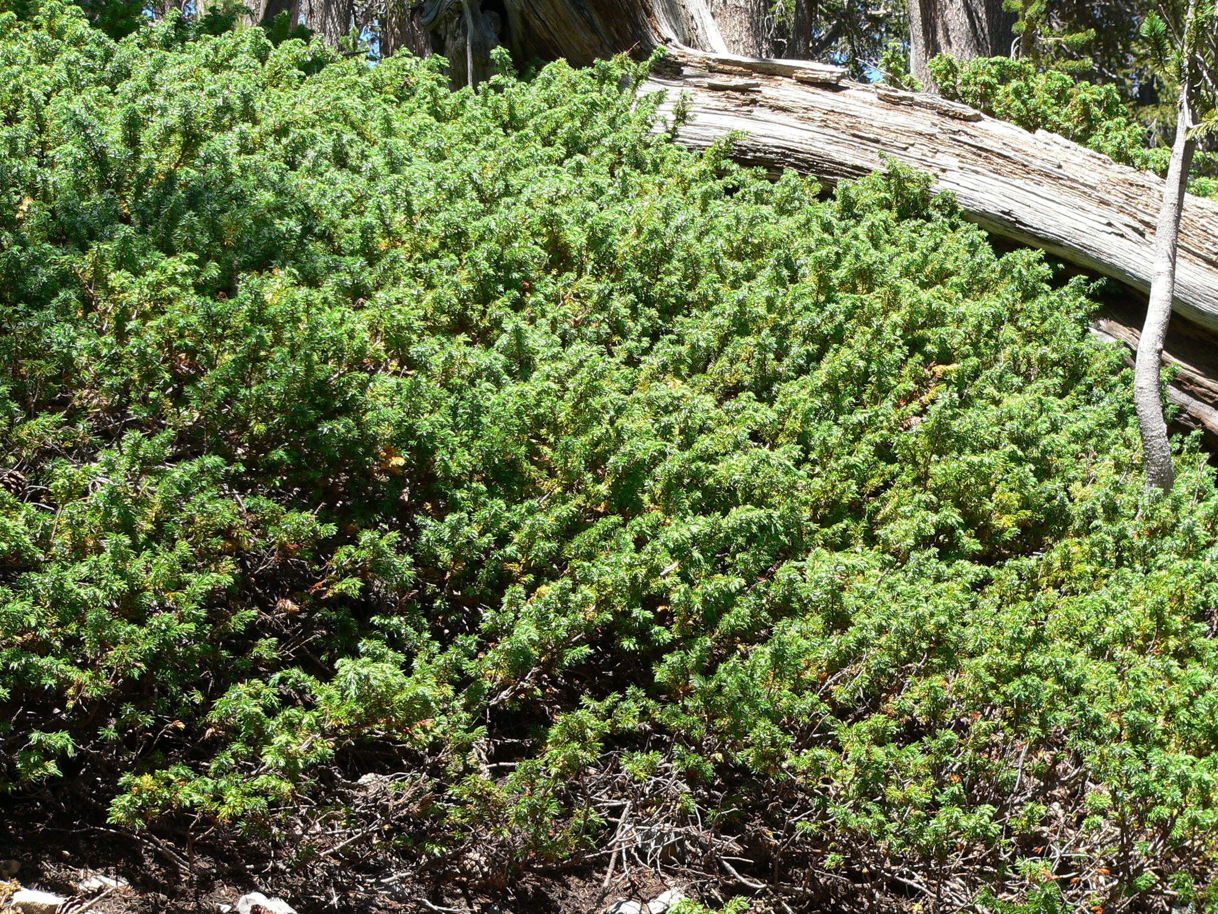 Image of Common Juniper