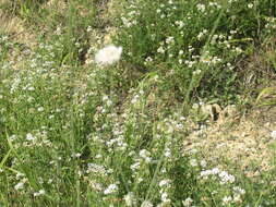 Image of Scabiosa praemontana Privalova