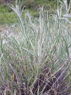 Image of longleaf wormwood