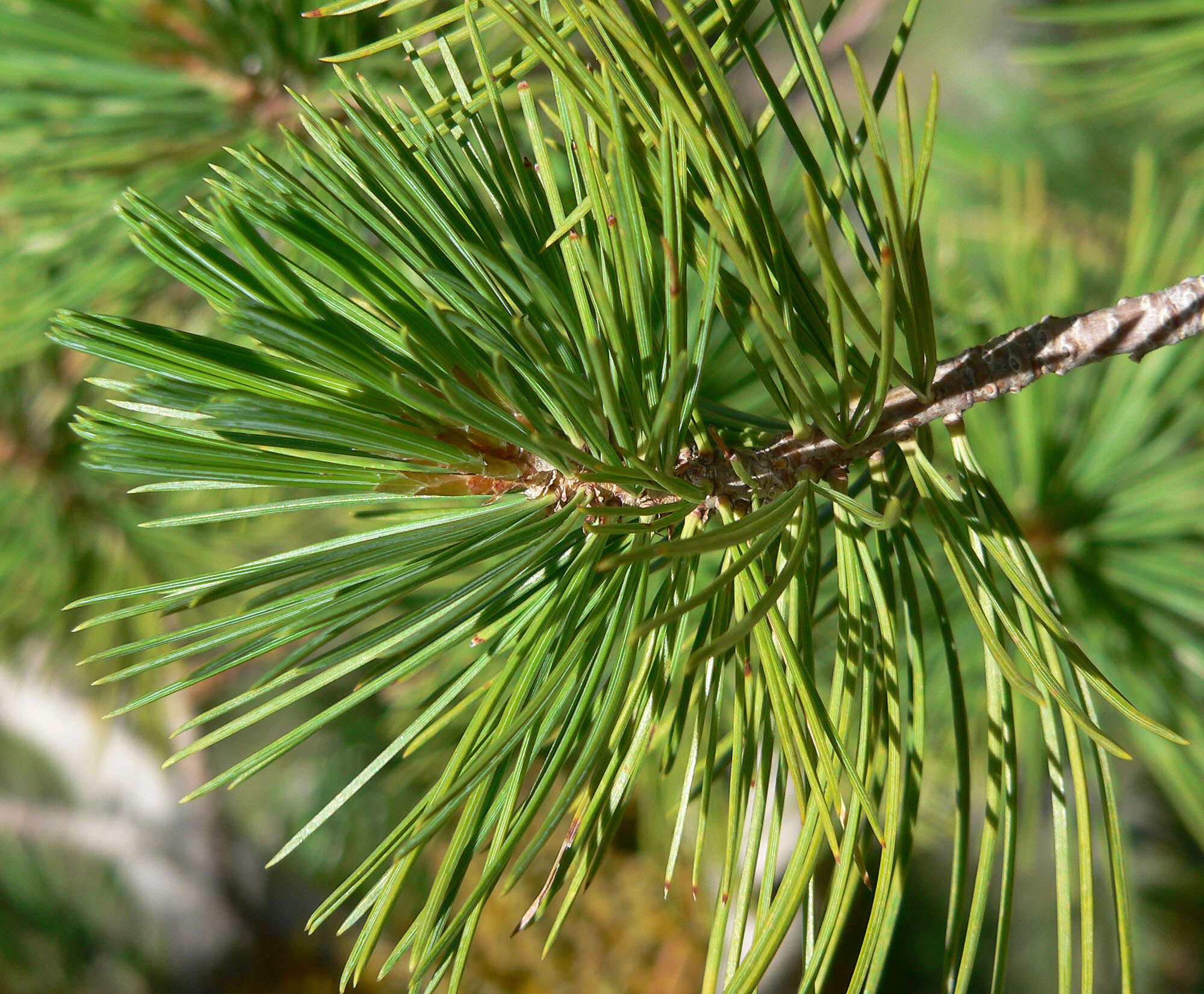 Image of Limber Pine