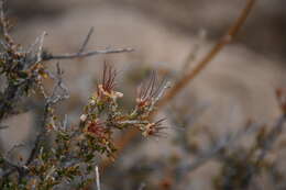 Plancia ëd Purshia ericifolia (Torr. ex Gray) J. Henrickson