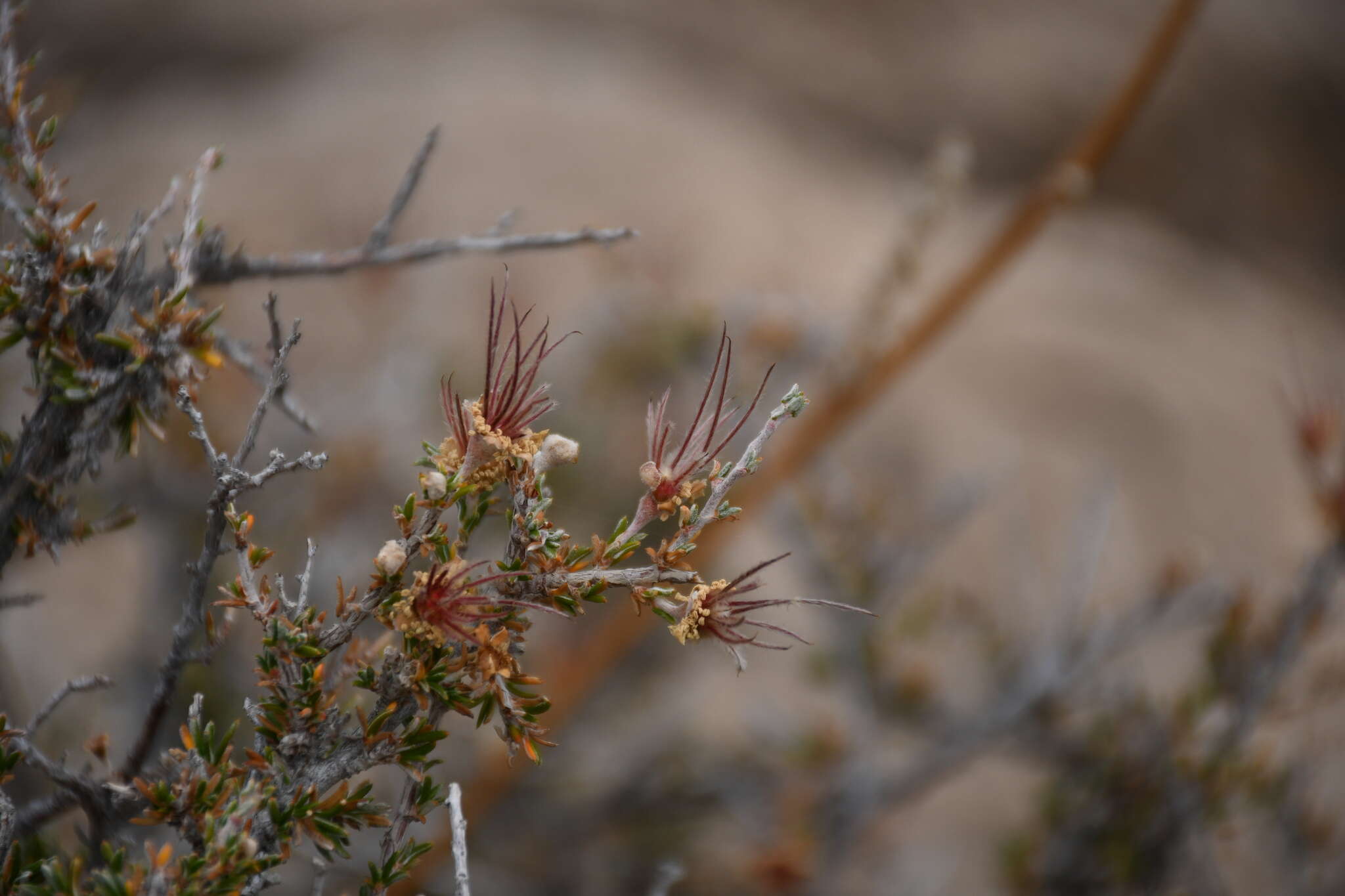 Image of heath cliffrose